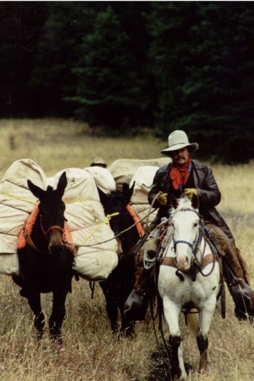 Montana pack horse