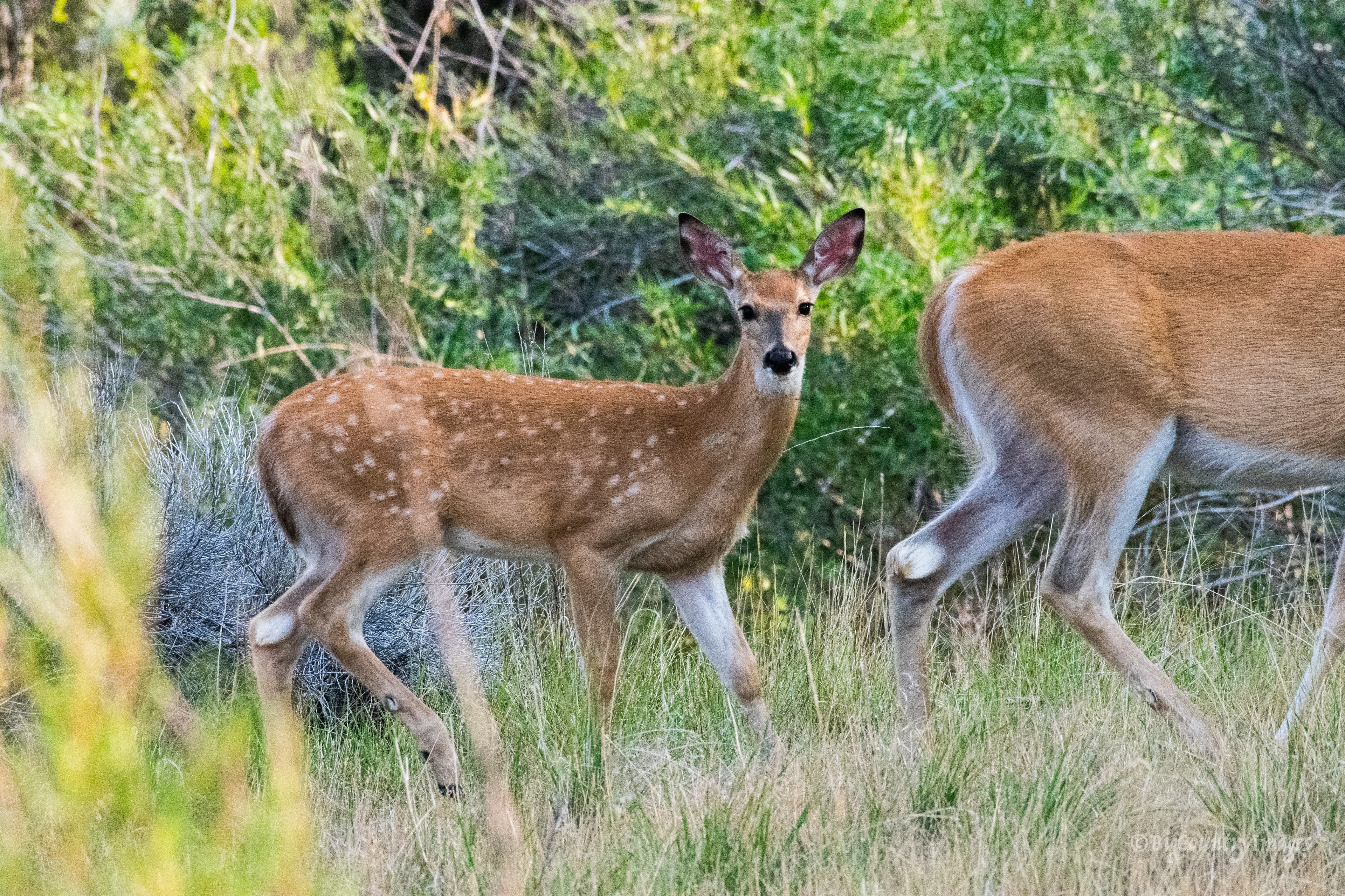Wilderness Connection, Inc.