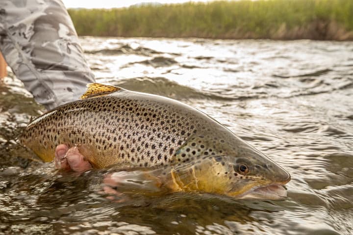 Trout Stalkers LLC