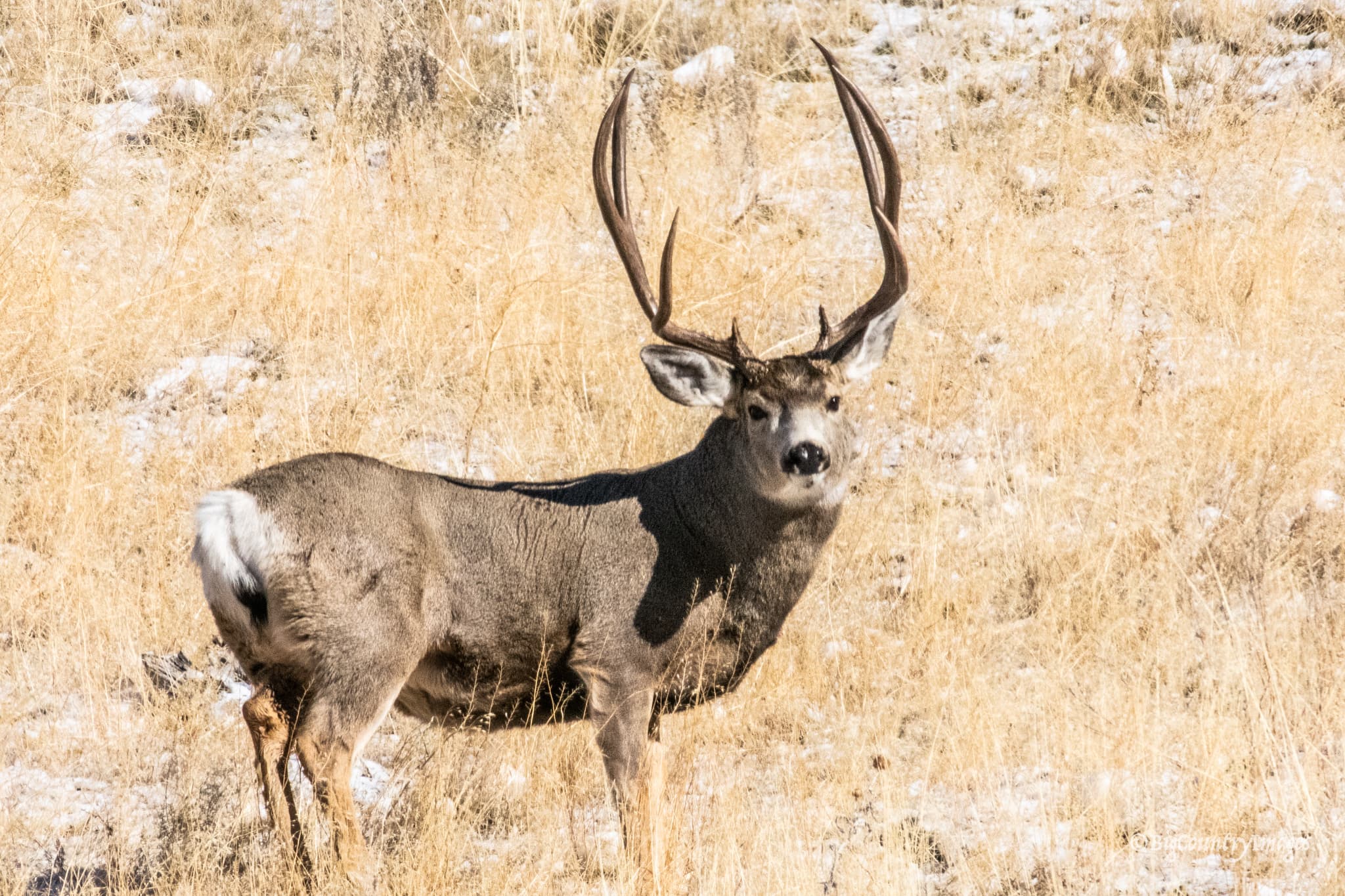 McFarland White Ranch