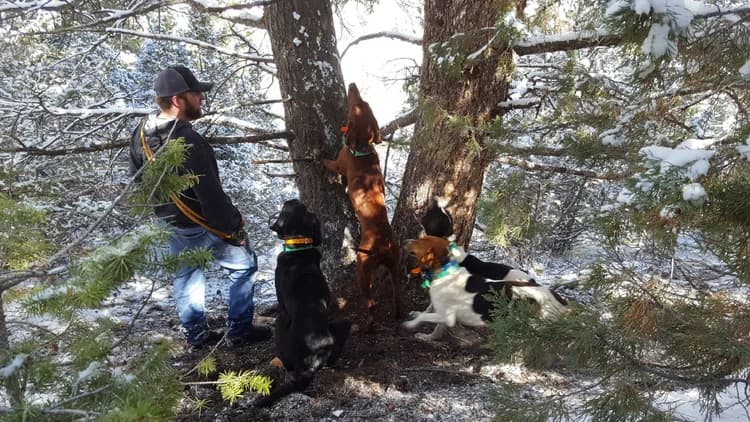Treed Up Outfitters