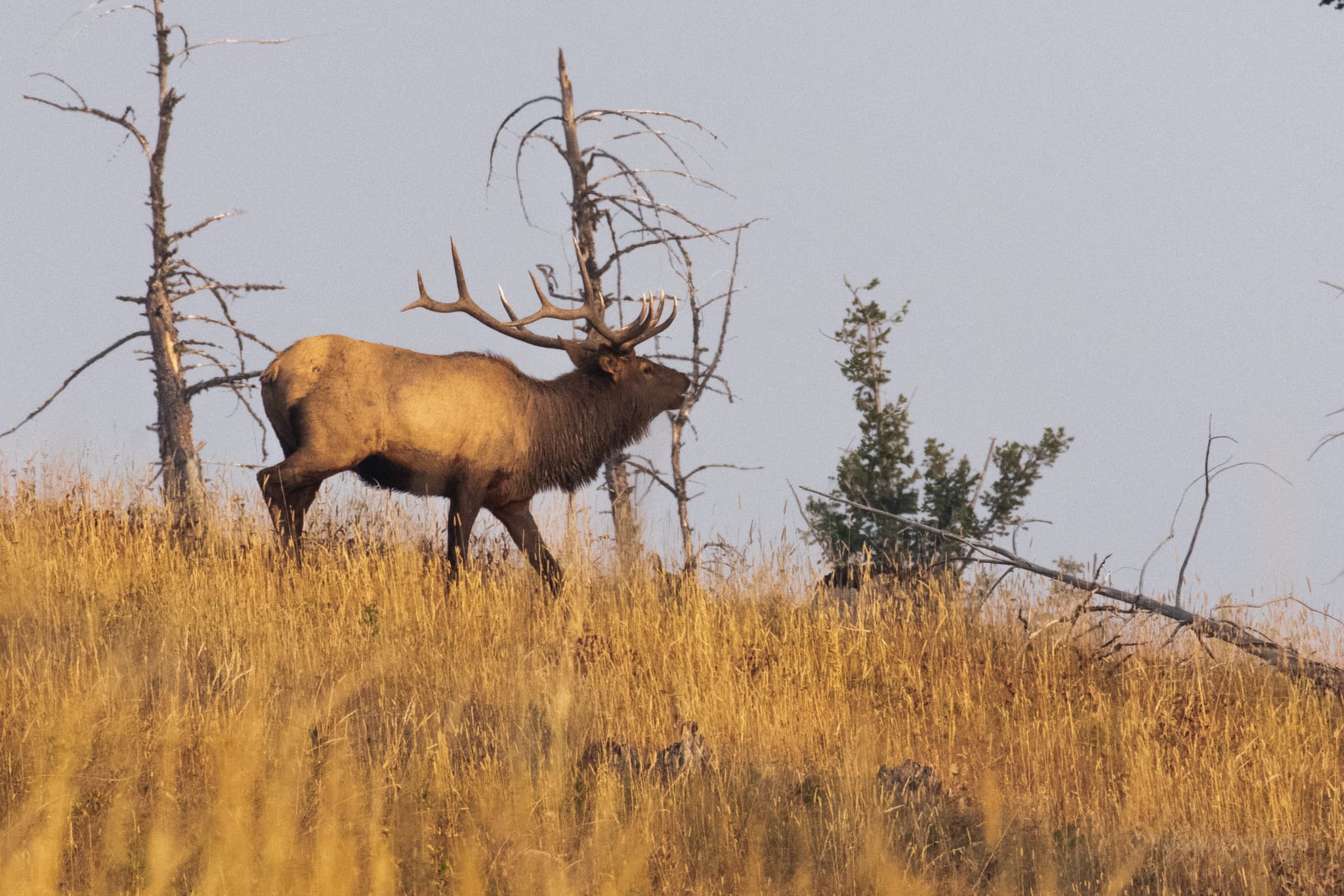 Shining Mountain Outfitters