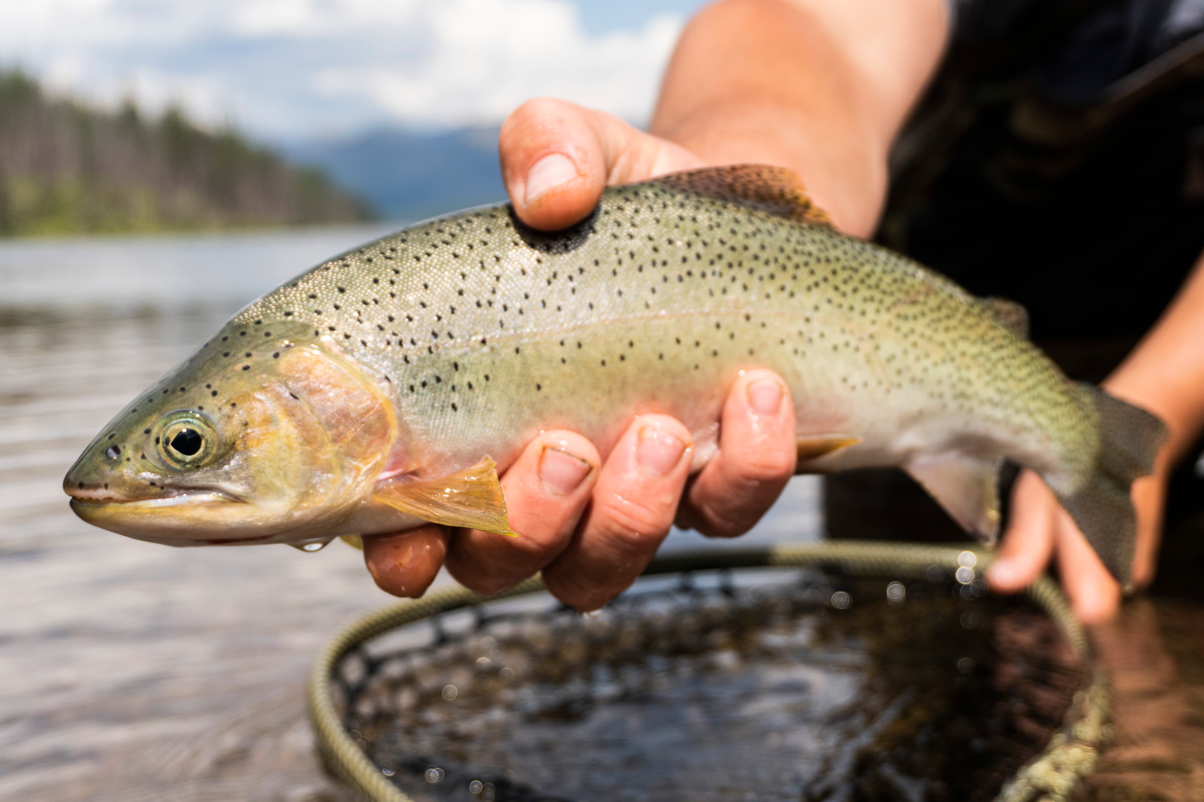 Swan Mountain Outfitters, LLC