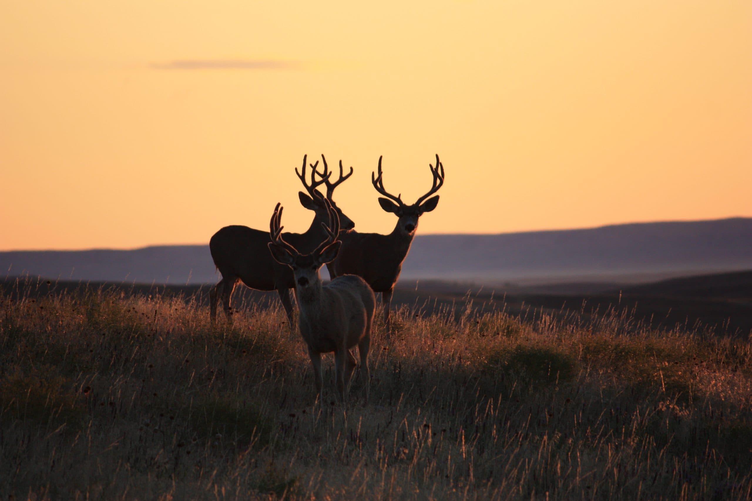 Nelson Outfitters