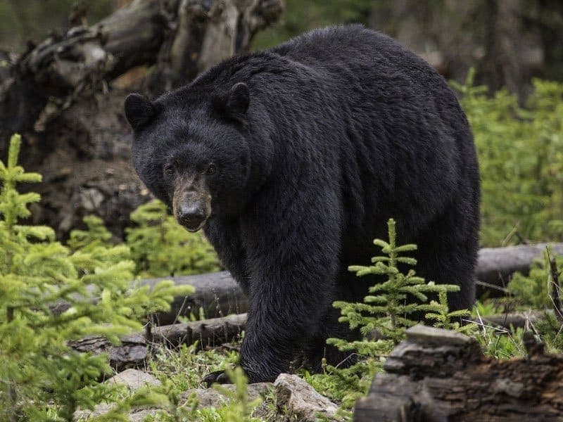 Absaroka Beartooth Outfitters