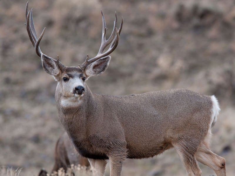 Absaroka Beartooth Outfitters