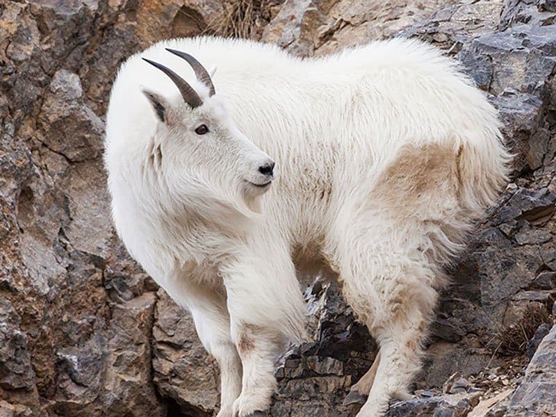 Absaroka Beartooth Outfitters