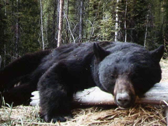 Wemples Wildlife Outfitter llc