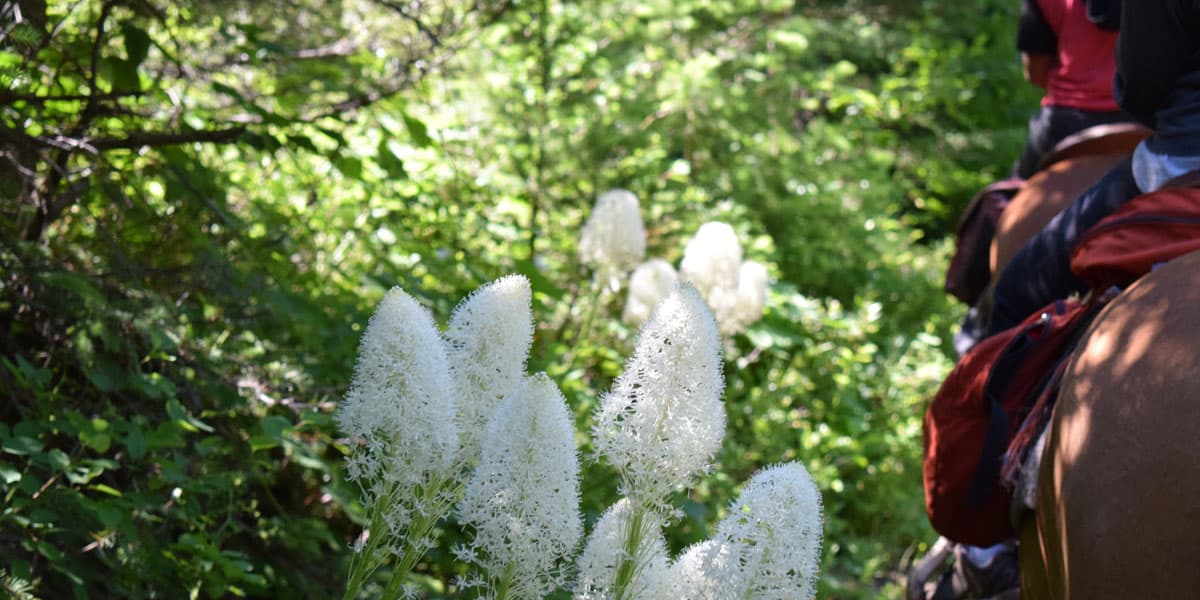 Snowy Springs Outfitters, Inc.