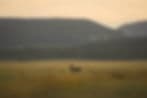 Homestead Ranch Outfitters LLC
