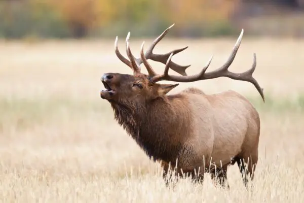 Elk Creek Outfitters