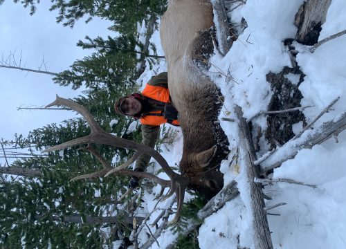 Guide needed for Elk & Deer Hunt in Bob Marshall Wilderness