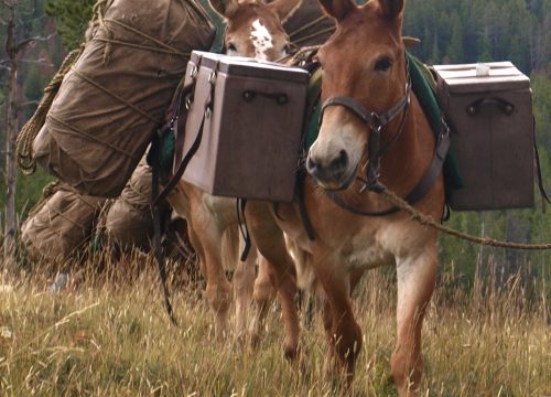 Wrangler Packer Wanted